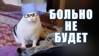 Кот Бендер: 