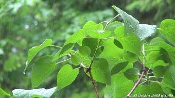 تلاوةابداعية من سورة غافر - للشيخ حاتم فريد الواعر