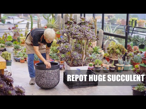 Repot HUGE Succulents with Beautiful Pots // Joy Garden Succulent