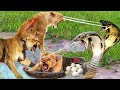 Lion Vs Snake Battle! King Cobra Aggressively Launches A Powerful Venomous Bite To Knock Down Lion