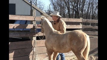 A First Tying Lesson for a Weanling Colt (Episode 142) - Herm Gailey: A Lifetime with Horses