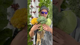 Vertical farming cabbage, broccoli, & cauliflower on aeroponic towers #farming #cabbage #broccoli