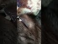 Ох уж этот Боря