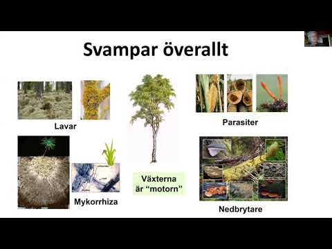 Svamparnas roll i skogen med Anders Dahlberg, professor i mykologi, SLU.