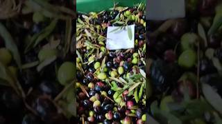 زيت زيتون المغرب