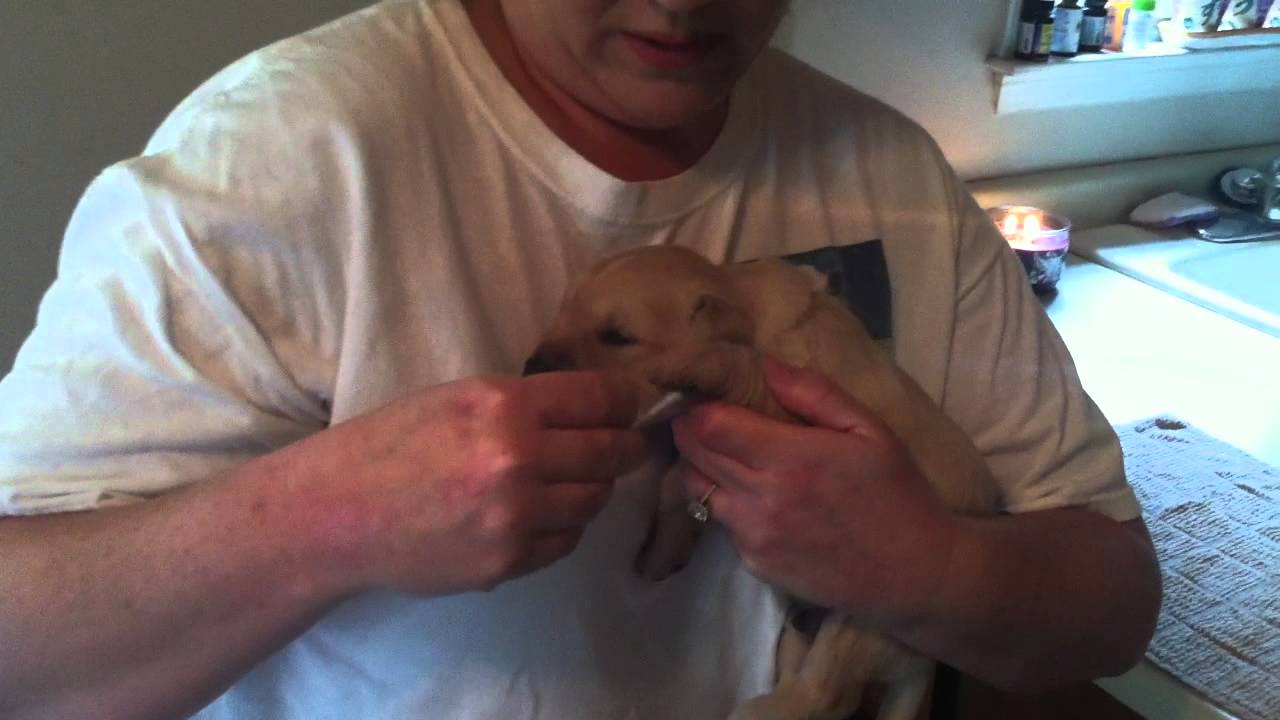 Puppy Training with Bio Sensor Techniques - Early Neurological Stimulation