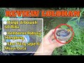 Unboxing Anakan Burung Yang Hampir Punah