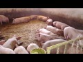 Українське село Свині Ферма Робота на фермі Робота в селі приріст свиней поросят химия и свини свині