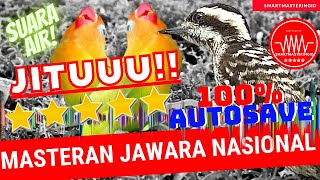 Lovebird lakbet vs pelatuk sampit beras