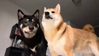 Shiba Brothers' Neverending Cuddles