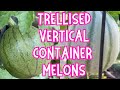 Mini melon tour container gardening vertical gardening trellised gardening garden