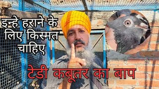 मेरे ये कबूतर जल्दी से नहीं हारते कोई भी बाज़ी मे | kamaljeet ji ke Desi Highflyer Pigeons