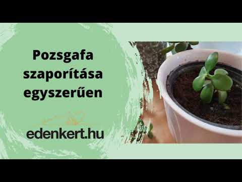 Videó: A Pénzfa Betegségei: Mit Kell Tenni, Ha Elhervad és Nem Nő? Otthoni Kezelés Puha és Vékony Levelekhez. Hogyan Lehet újraéleszteni, Ha Fagyott?