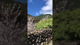 🏝️🇮🇨ALMENDROS EN FLOR, TENERIFE