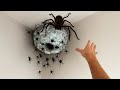 A Aranha mais Perigosa do mundo em Ação