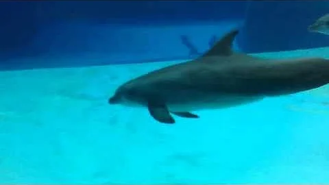 Quanto dorme il delfino?