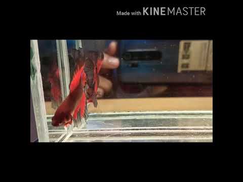 Ikan cupang halfmoon Doubletail - YouTube