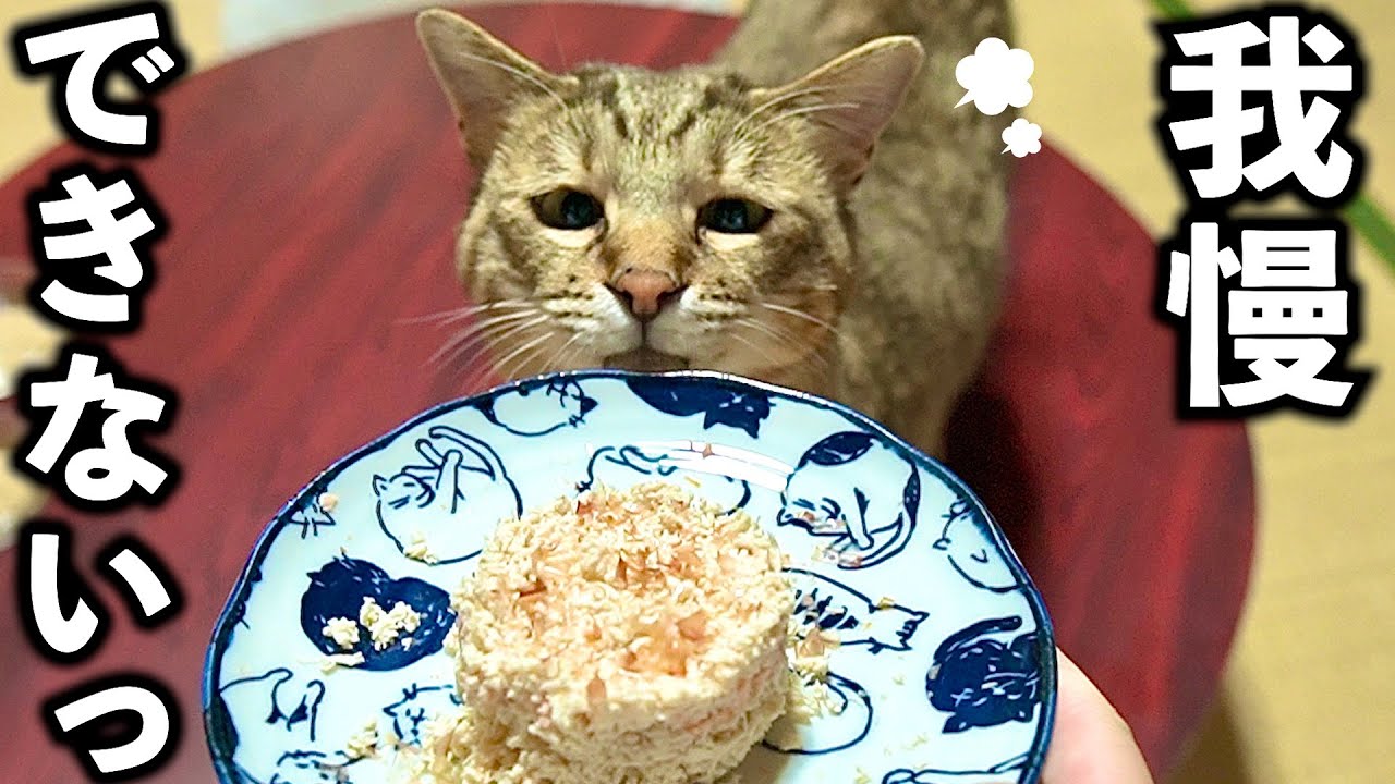 猫まんま 一心不乱】元野良猫に猫まんまを作ったらすごい事に！【庭に住みついた