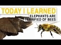 Til bees could help save elephantsby scaring them  today i learned