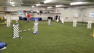 Attie - USDAA P1 Jumpers Module 2 (#109228)