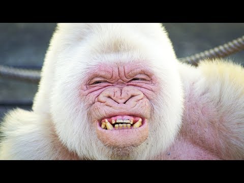 10 Awesome albino animals 🐇🐐🐑