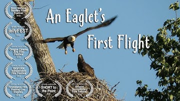 An Eaglet