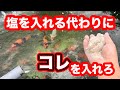 【遼河鯉庵】 錦鯉に塩浴は必要ありません！！塩浴の効果について徹底解説します。（初心者向け）