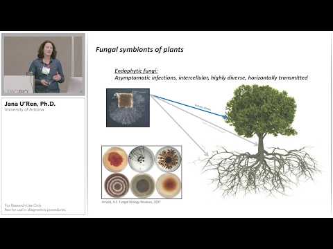 ვიდეო: Endophyte Enhanced Turfrass: რა არის ენდოფიტები და რას აკეთებენ ისინი