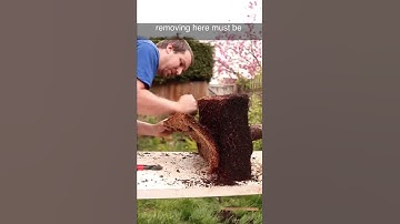 You Wont Believe How Pot-Bound This Bonsai Was #Shorts