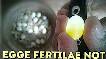 How To Check Finches Eggs Fertile/Infertile (hindi/urdu)