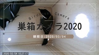 シジュウカラ ついに 03 04 Youtube シジュウカラ ついに 03 04 Youtube