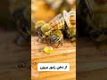 Shorts لحظه تولید عسل توسط زنبور عسل