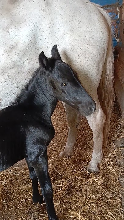 Чудеса продолжаются #лето #horse #новыйсувар #лошади #татарстан # ...