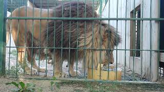 Лев в бердянском зоопарке пьет воду