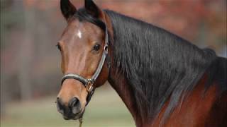 Horse Sounds for children (neighing, Whinying, Snorting) With Video And Pictures