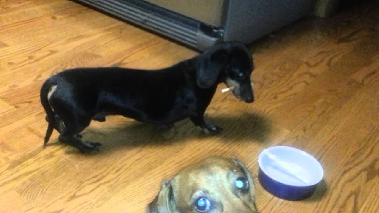 The longest sausage dog in the world Clearance