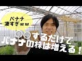 【バナナ雑学】バナナの増やし方！バナナの根を◯◯するだけ！Growing Banana Tree From Cuttings