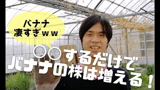 【バナナ雑学】バナナの増やし方！バナナの根を◯◯するだけ！Growing Banana Tree From Cuttings
