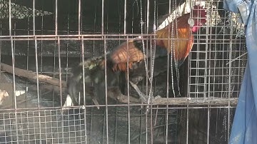 Gà rừng rặc bổi đẹp trai /chia sẻ kinh nghiệm thuần bổi cùng ae mới chơi tại @garungbinhbacr8256