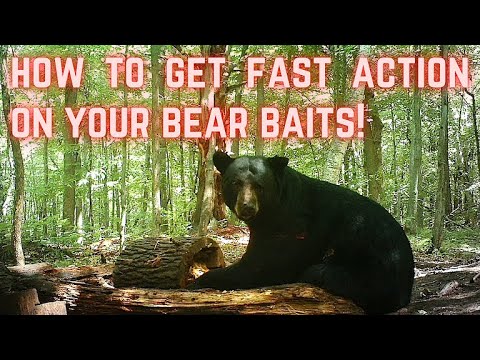 How to get FAST ACTION on your bear bait 