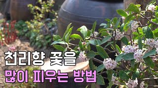 천리향 꽃 많이 피우는 방법 ♥키울 때 꼭 알아야 하는 3가지 (How to make a lot of flowers bloom on the Daphne Odora) screenshot 3