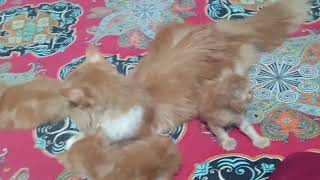 #cat #catty #youtube #catlover #yeah and clean#Anamika kitchen tent House#unchi family#yes#kalu lalu