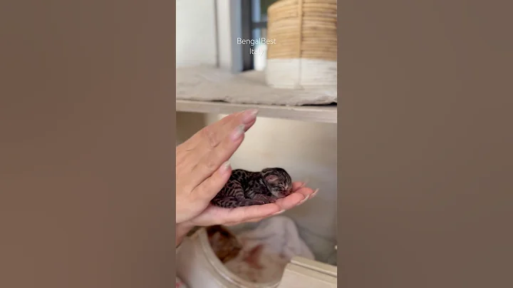 Video 11454391: bengal kitty, newborn bengal, born bengal, amazing bengal, adopted bengal