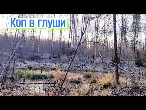 Видео: СЕРЕБРО ИЗ ЛЕСНОЙ ГЛУХОМАНИ