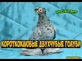 КОРОТКОКЛЮВЫЕ ДВУХЧУБЫЕ ГОЛУБИ / Pigeons / Taube / doves / dove