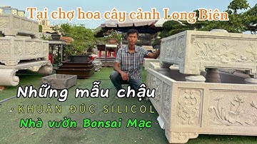🇻🇳NHỮNG MẪU CHẬU ĐẸP TẠI CHỢ HOA CÂY CẢNH LONG BIÊN