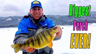 Biggest Perch ever Caught on Video?
