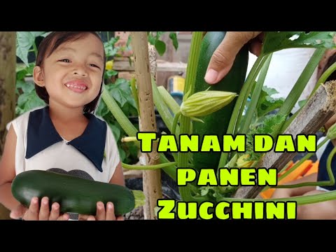 Video: Zucchini: Bagaimana Cara Menanam Zucchini Di Luar Negeri?