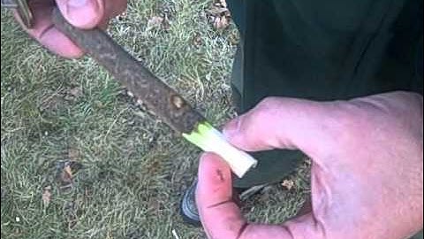 Staghorn Sumac Sugaring Spiles from Your Small Kitchen Garden