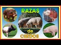 CERDOS Mejores RAZAS Parte 1 ǀ Ing. Jannin Hernández Blandón